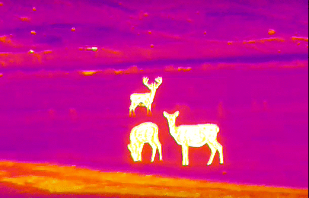 Highland wildlife thermal camera experience with stags and deer