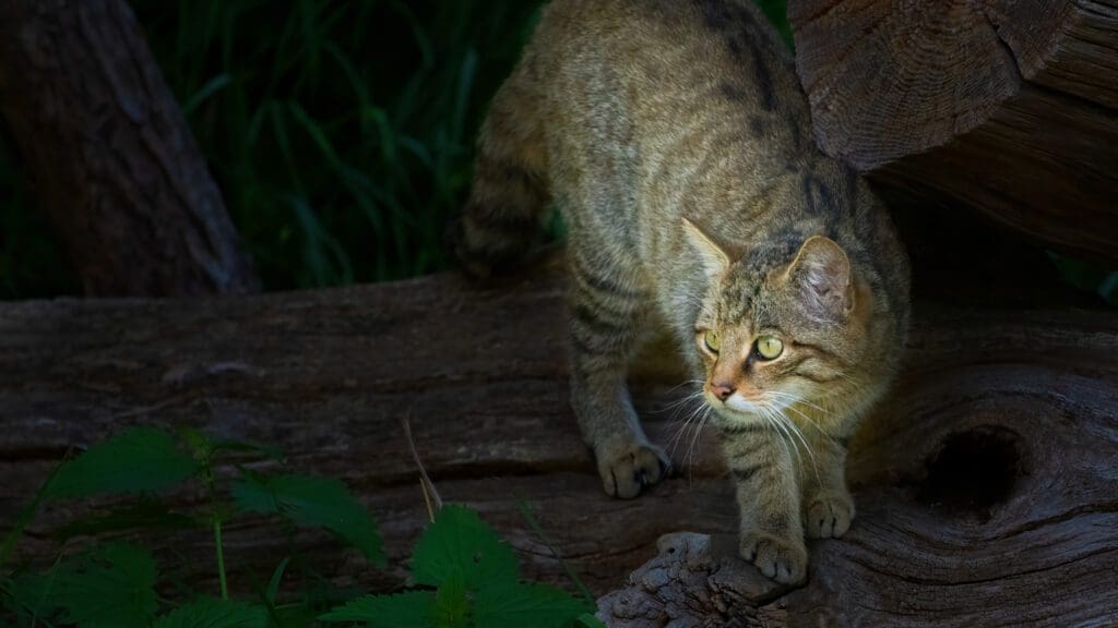 Elusive Highland Wildcat at night, hunting in the forest. A key symbol of Sutherland's Wildlife.