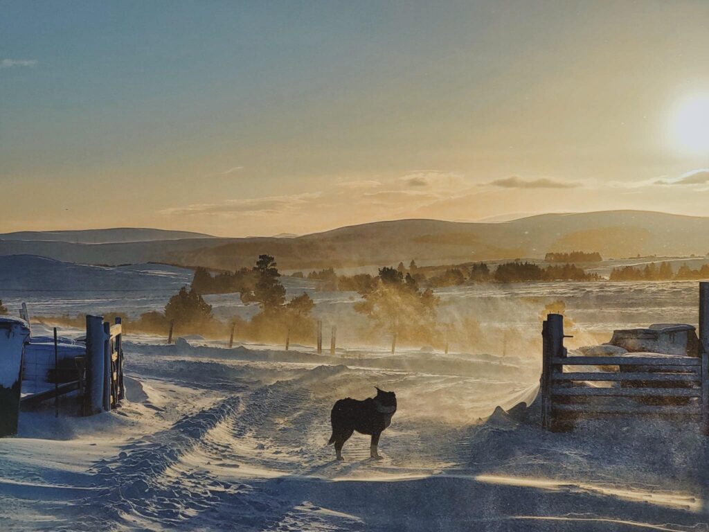 A dog stands in a snow covered hill with the sunn setting behind him