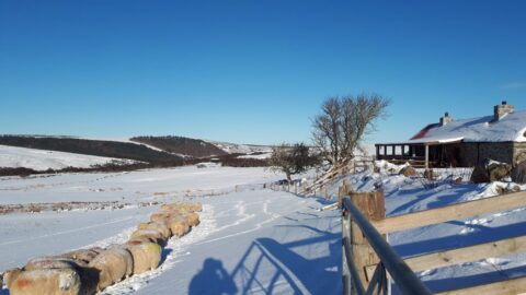 A Scottish Highland cottage and a line of sheep in a snow-covered field under a clear blue sky winter in the Scottish North Highlands.