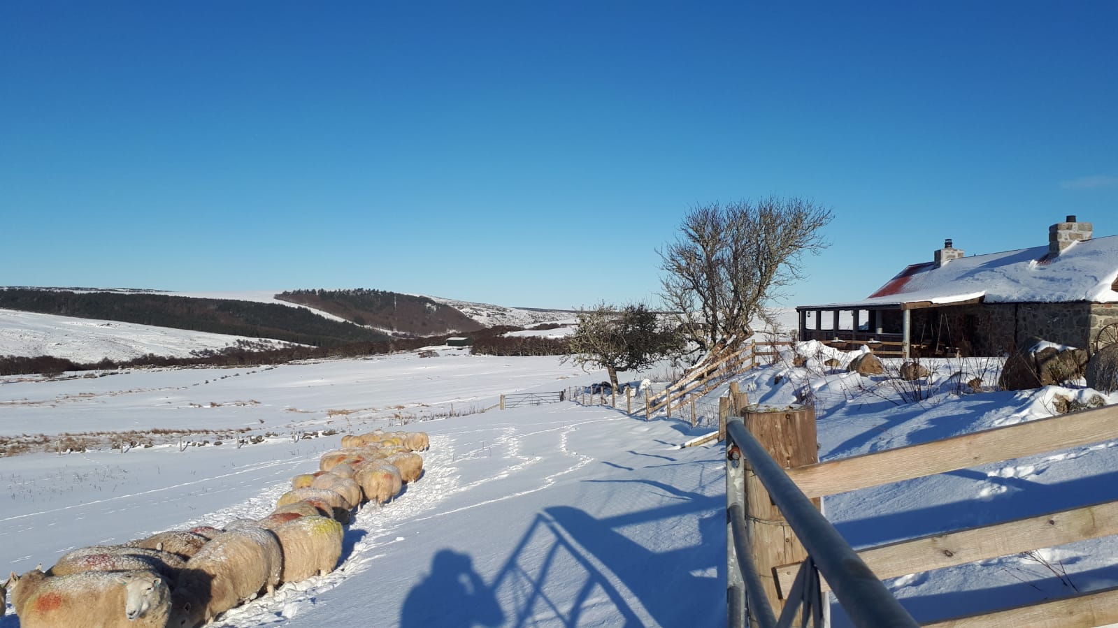 A Scottish Highland cottage and a line of sheep in a snow-covered field under a clear blue sky winter in the Scottish North Highlands.