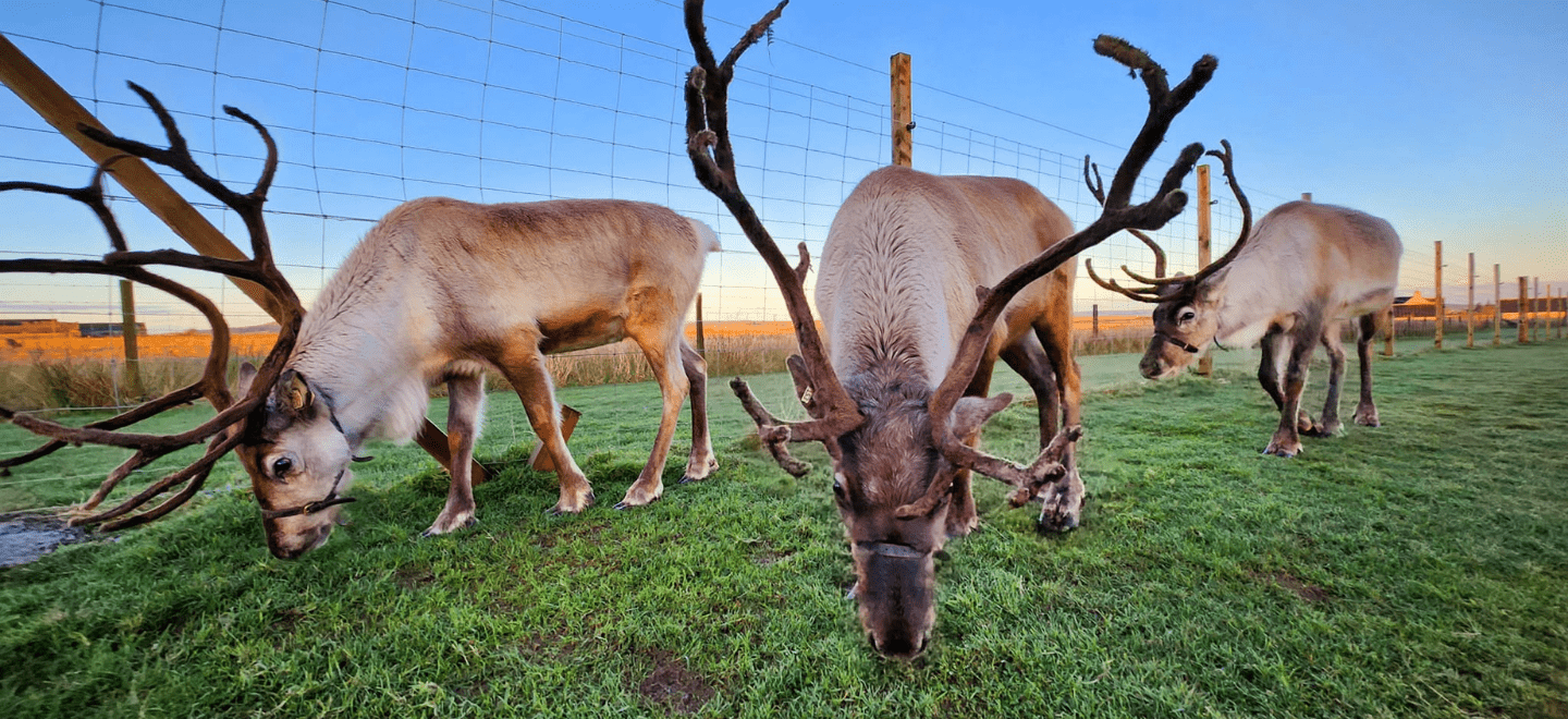A few reindeer graze in a field, the sun rising behind them. Located in Halkirk Caithness, Scotland.