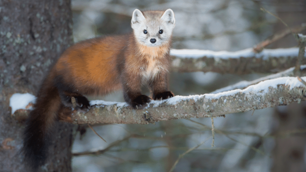 Pine Marten hiding in the trees at Winter, Highland Wildlife