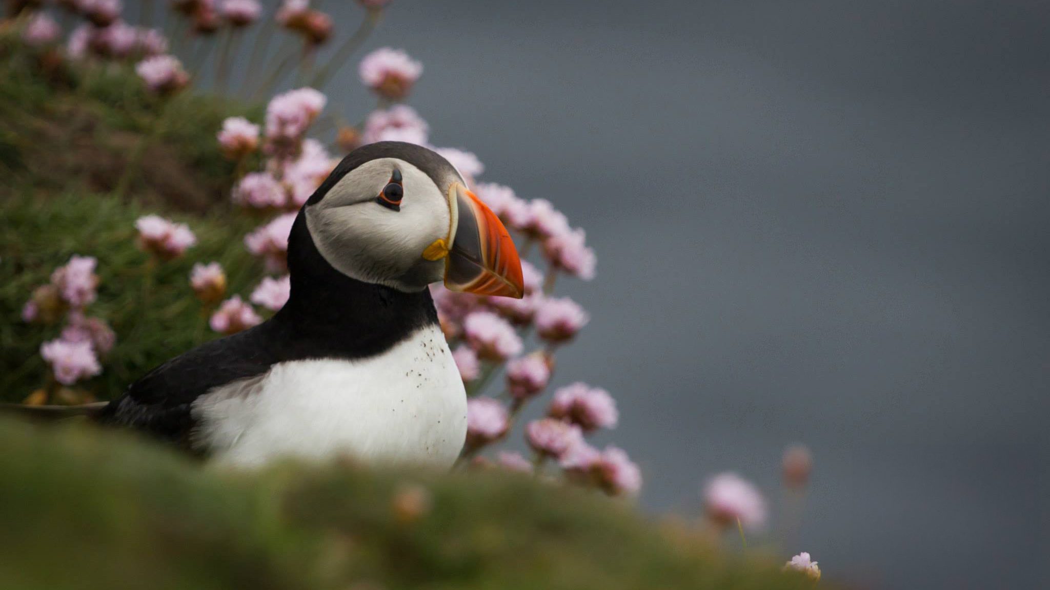 A puffin sits surrounded by red clovers