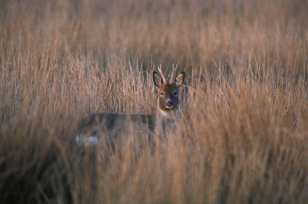 A wild Highland Deer hiding in long grass