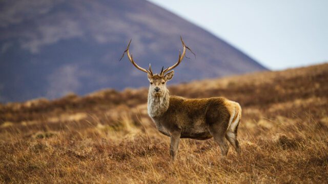 A stag shedding it's antlers out in the North Highland mountain wildlife.