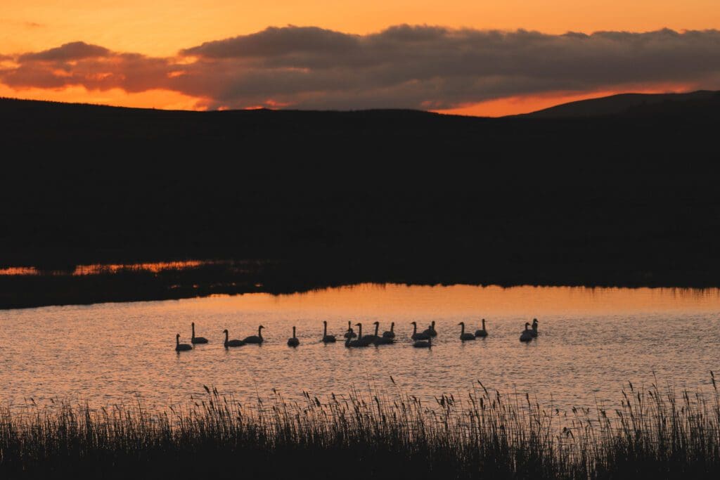 Swans at sunset swimming in a Highland Loch