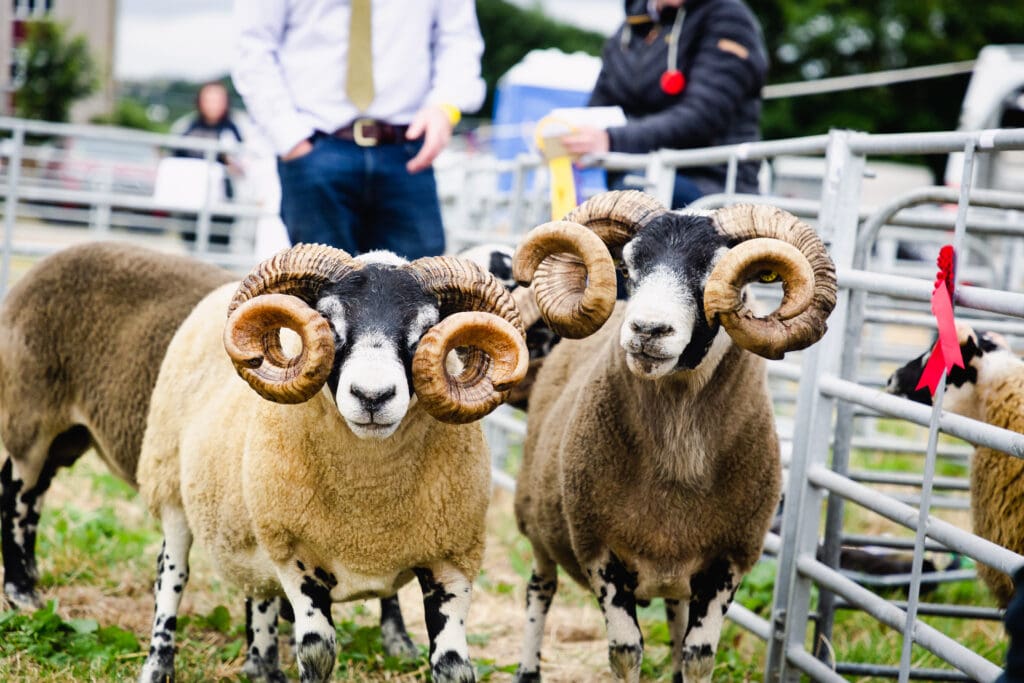 Sheep Showing at Caithness Agricultural SHow in Caithness