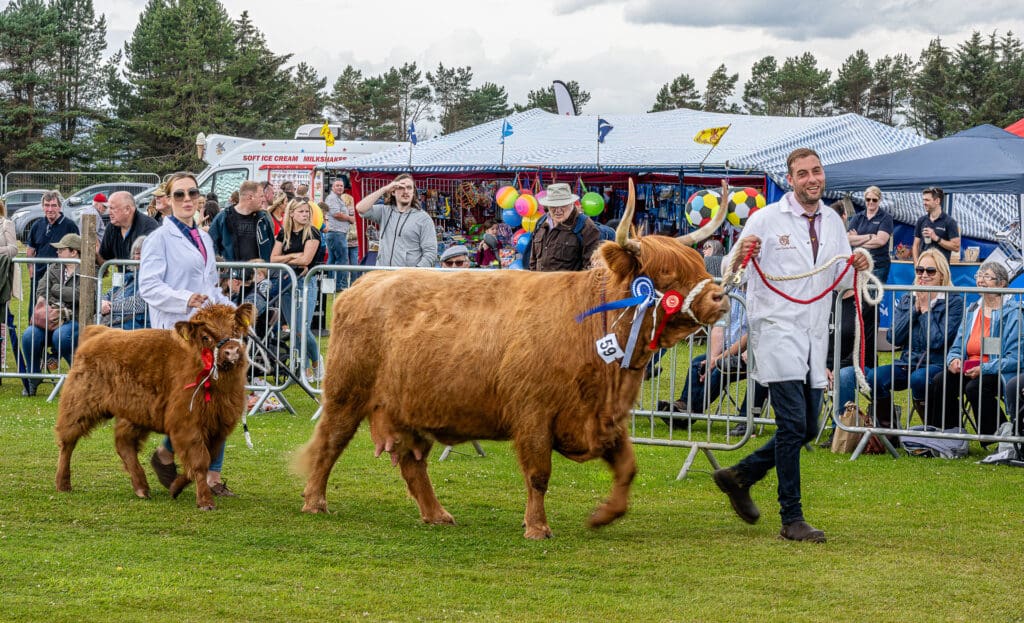 Highland Cows Livestock showing at Sutherland Agricultural Show in Dornoch, North Highland Summer Events