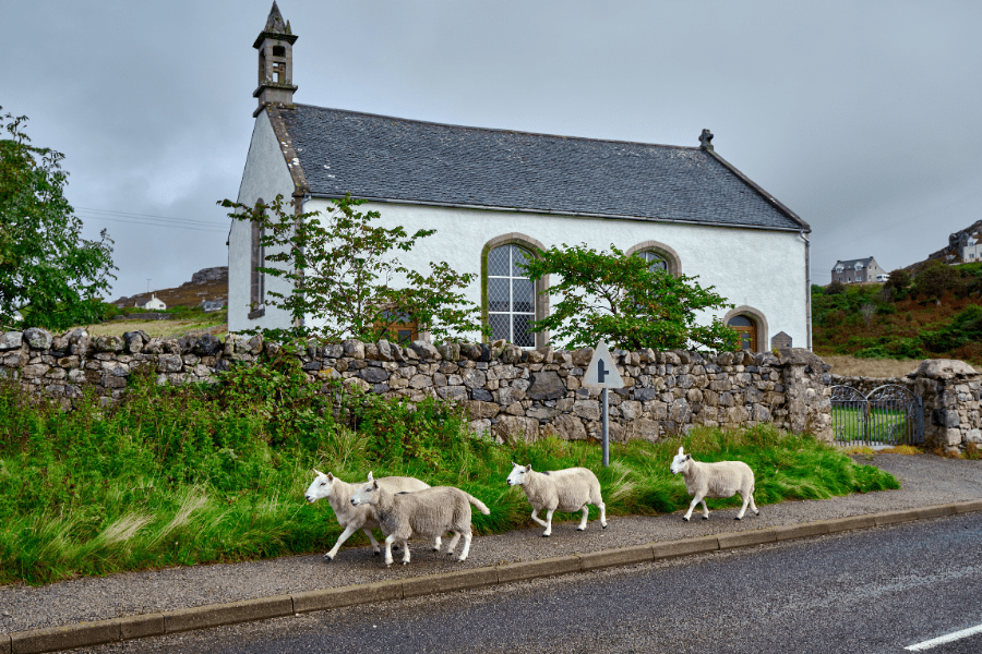 Sheep walking down a road in Kinlochbervie in the North Highlands 