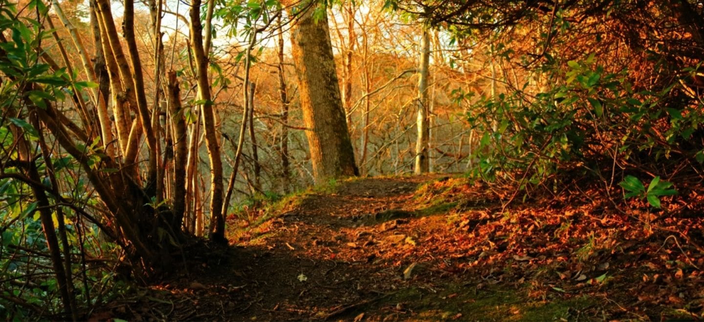 Big Burn Woods, image by Niamh Ross Photography